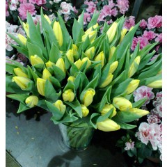 51 yellow tulip